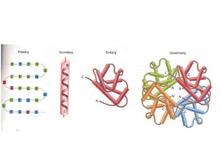 Modularity as an Organizing Principle in Protein Structure.