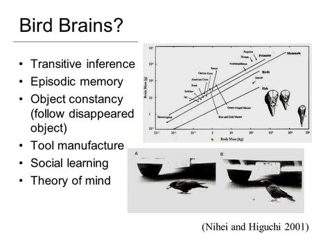 Bird Brains? Transitive inference Episodic memory Object constancy (follow disappeared object) Tool manufacture Social learning Theory of mind (Nihei and.