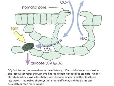 CO 2 fertilization (increased water use efficiency). Plants take in carbon dioxide and lose water vapor through small pores in their leaves called stomata.