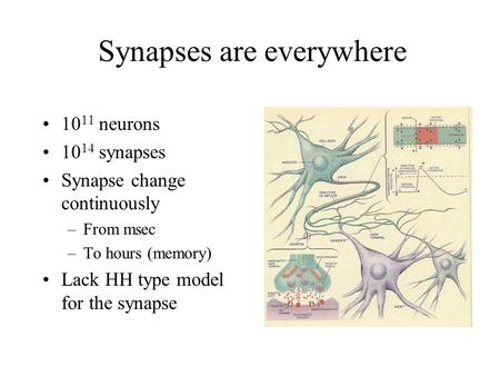 Synapses are everywhere 10 11 neurons 10 14 synapses Synapse change continuously –From msec –To hours (memory) Lack HH type model for the synapse.