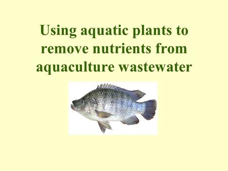 Using aquatic plants to remove nutrients from aquaculture wastewater.