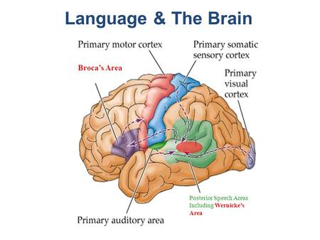 Language & The Brain Broca’s Area Posterior Speech Areas Including Wernicke’s Area.