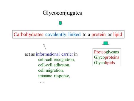 Glycoconjugates Carbohydrates covalently linked to a protein or lipid act as informational carrier in: cell-cell recognition, cell-cell adhesion, cell.