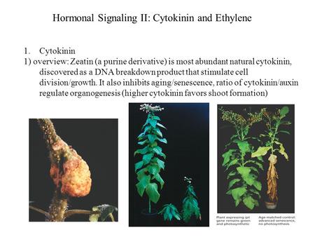 Hormonal Signaling II: Cytokinin and Ethylene 1.Cytokinin 1) overview: Zeatin (a purine derivative) is most abundant natural cytokinin, discovered as a.