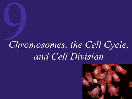9 Chromosomes, the Cell Cycle, and Cell Division.