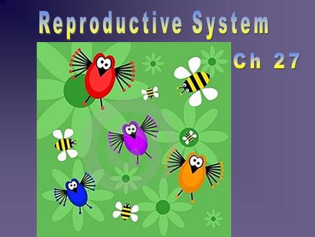 Reproductive System Ch 27.