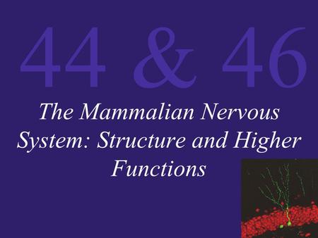 The Mammalian Nervous System: Structure and Higher Functions