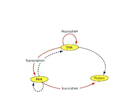 translation RBS RBS: ribosome binding site Ribosome(r RNA + r protein)