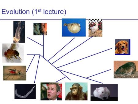 Evolution (1 st lecture). Finding Elements in DNA Conserved by Evolution Characterization of Evolutionary Rates and Constraints in Three Mammalian Genomes.