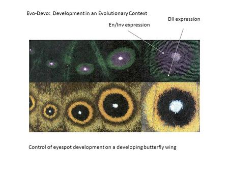 Evo-Devo: Development in an Evolutionary Context Control of eyespot development on a developing butterfly wing En/Inv expression Dll expression.