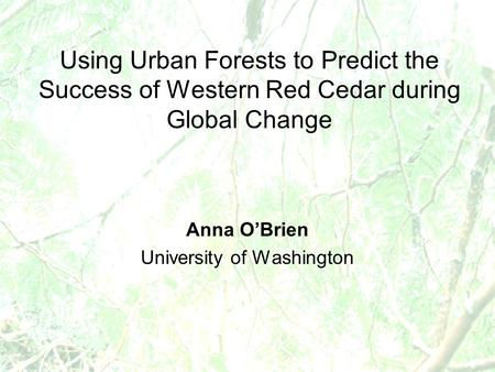 Using Urban Forests to Predict the Success of Western Red Cedar during Global Change Anna O’Brien University of Washington.