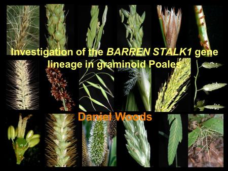 Investigation of the BARREN STALK1 gene lineage in graminoid Poales Daniel Woods.