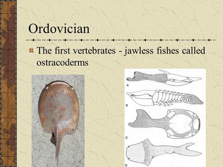 Ordovician The first vertebrates - jawless fishes called ostracoderms.