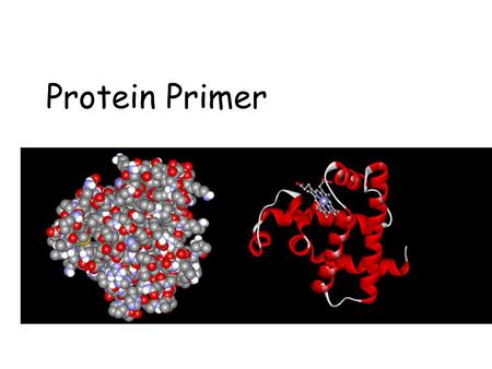 Protein Primer. Outline n Protein representations n Structure of Proteins Structure of Proteins –Primary: amino acid sequence –Secondary:  -helices &