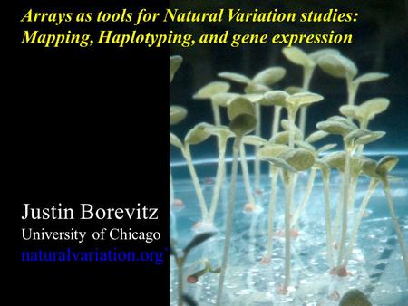 Arrays as tools for Natural Variation studies: Mapping, Haplotyping, and gene expression Justin Borevitz University of Chicago naturalvariation.org`