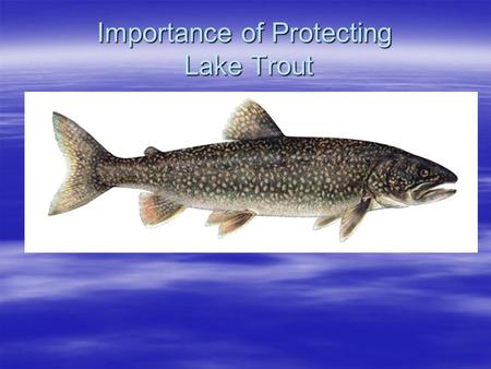 Importance of Protecting Lake Trout. 250,000 lakes in Ontario 1% of these contain lake trout Central/eastern Ontario has >1/3 of lakes Provincial responsibility.