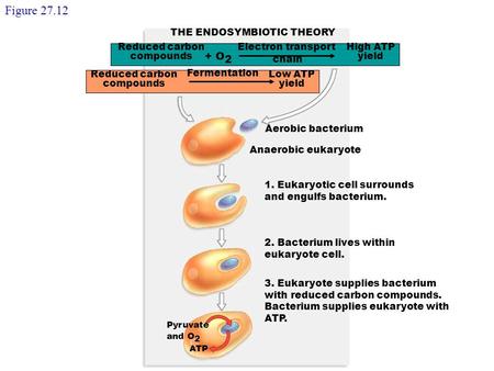 THE ENDOSYMBIOTIC THEORY Reduced carbon compounds + O 2 High ATP yield Electron transport Reduced carbon compounds Low ATP yield Fermentation Aerobic bacterium.