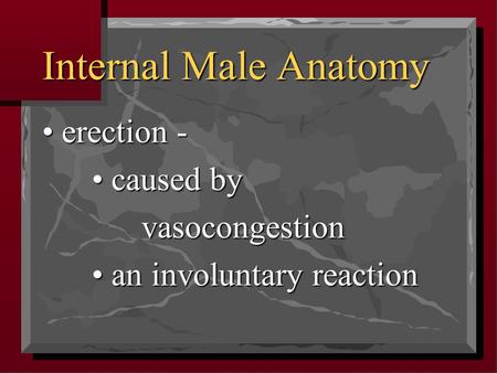 Internal Male Anatomy erection - erection - caused by caused byvasocongestion an involuntary reaction an involuntary reaction.