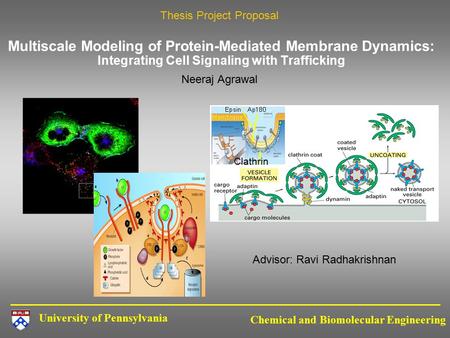 University of Pennsylvania Chemical and Biomolecular Engineering Multiscale Modeling of Protein-Mediated Membrane Dynamics: Integrating Cell Signaling.