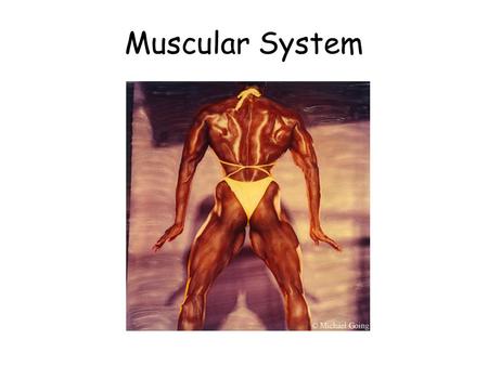 Muscular System. Muscles Three types of muscle tissue Cardiac – found only in the heart. Non-voluntary Smooth/visceral – found in all internal organs.