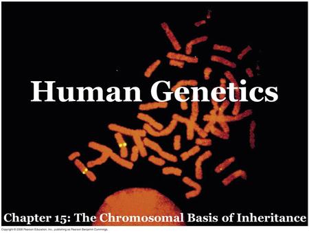 Human Genetics Chapter 15: The Chromosomal Basis of Inheritance.