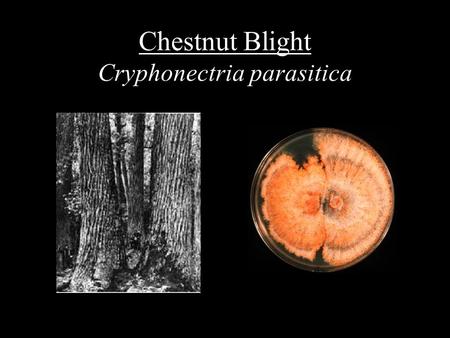 Chestnut Blight Cryphonectria parasitica. The American Chestnut (Castanea dentata)
