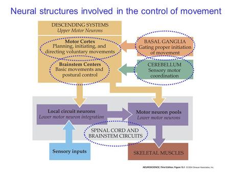 Neural structures involved in the control of movement