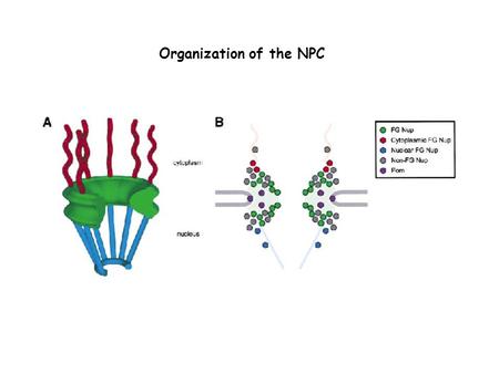Organization of the NPC. Specificity Models of the NPC Brownian GateSelective Phase‘Oily Spaghetti.