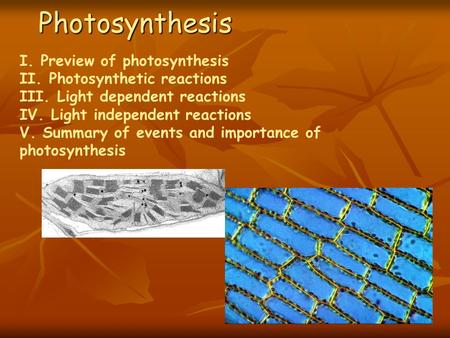 Photosynthesis I. Preview of photosynthesis II. Photosynthetic reactions III. Light dependent reactions IV. Light independent reactions V. Summary of.