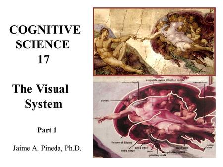 COGNITIVE SCIENCE 17 The Visual System Part 1 Jaime A. Pineda, Ph.D.