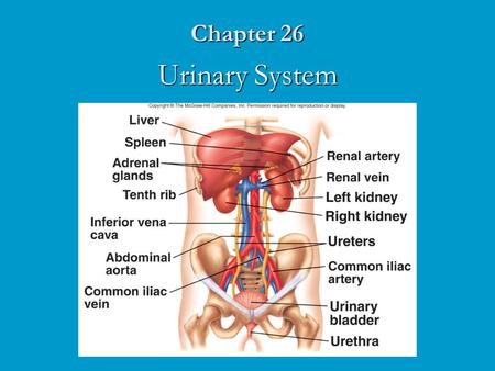 Chapter 26 Urinary System.