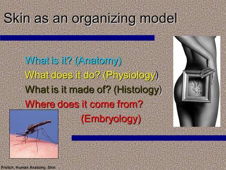 Frolich, Human Anatomy, Skin Skin as an organizing model What is it? (Anatomy) What does it do? (Physiology) What is it made of? (Histology) Where does.