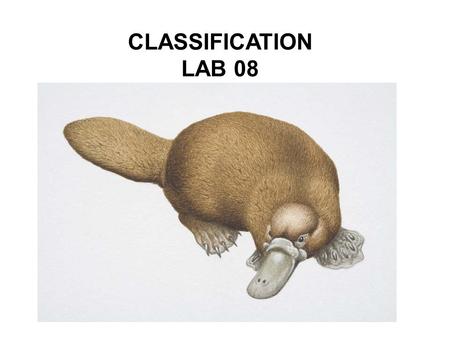 CLASSIFICATION LAB 08. Purpose: Review classification of organisms. Construct and map the relationships of members from the Kingdom Animalia.