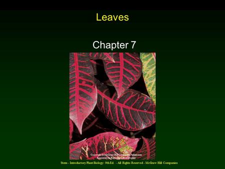 Stern - Introductory Plant Biology: 9th Ed. - All Rights Reserved - McGraw Hill Companies Leaves Chapter 7 Copyright © McGraw-Hill Companies Permission.