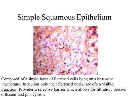 Simple Squamous Epithelium Composed of a single layer of flattened cells lying on a basement membrane. In section only their flattened nuclei are often.