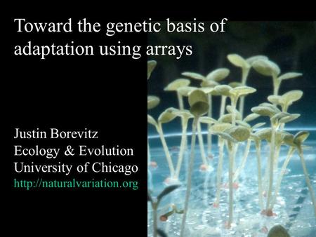 Toward the genetic basis of adaptation using arrays Justin Borevitz Ecology & Evolution University of Chicago