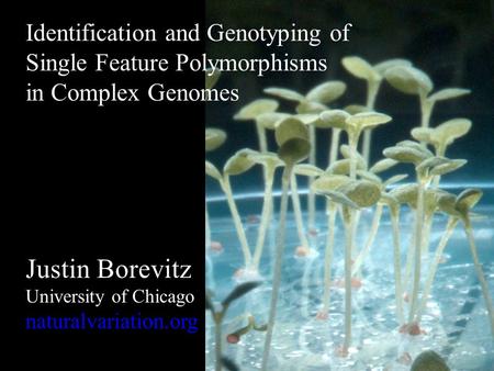 Identification and Genotyping of Single Feature Polymorphisms in Complex Genomes Justin Borevitz University of Chicago naturalvariation.org.