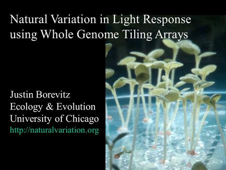 Natural Variation in Light Response using Whole Genome Tiling Arrays Justin Borevitz Ecology & Evolution University of Chicago