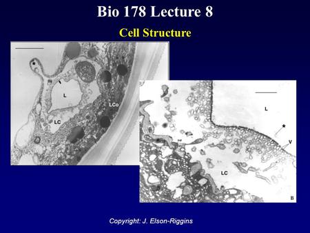 Bio 178 Lecture 8 Cell Structure Copyright: J. Elson-Riggins.