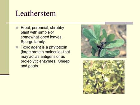 Leatherstem Erect, perennial, shrubby plant with simple or somewhat lobed leaves. Spurge family. Toxic agent is a phytotoxin (large protein molecules that.