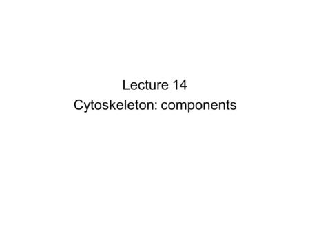 Lecture 14 Cytoskeleton: components. Cytoskeleton proteins revealed by Commassie staining Cytoskeleton: filament system Internal order Shape and remodel.