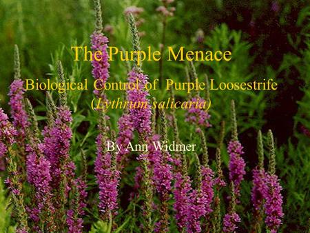 The Purple Menace Biological Control of Purple Loosestrife (Lythrum salicaria) By Ann Widmer.