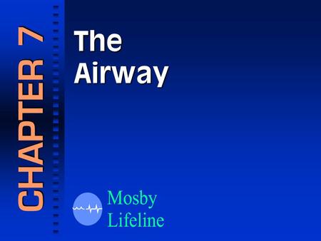 The Airway CHAPTER 7. The Respiratory System Respiratory Anatomy.