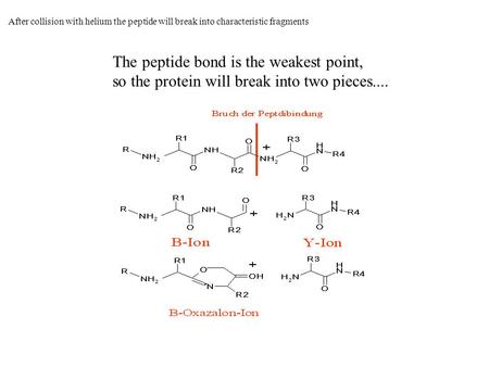 The peptide bond is the weakest point, so the protein will break into two pieces.... After collision with helium the peptide will break into characteristic.