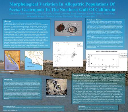 Morphological Variation In Allopatric Populations Of Nerita Gastropods In The Northern Gulf Of California Allison Gilliland, Shannon O’Hara, Urs Riner,