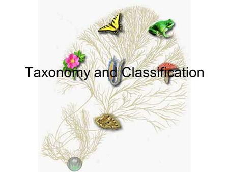 Taxonomy and Classification. Taxonomy is The classification of organisms in an ordered system that indicates natural relationships.