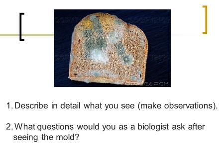 1.Describe in detail what you see (make observations). 2.What questions would you as a biologist ask after seeing the mold?