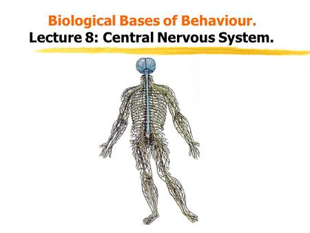 Biological Bases of Behaviour. Lecture 8: Central Nervous System.