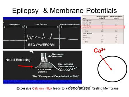 Epilepsy & Membrane Potentials
