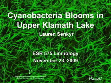 Cyanobacteria Blooms in Upper Klamath Lake